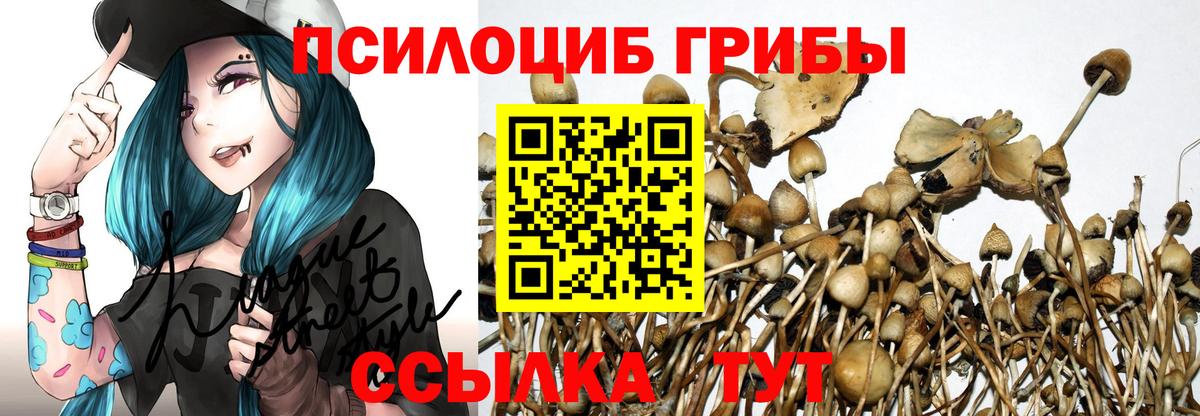 Псилоцибиновые грибы Psilocybe Острогожск
